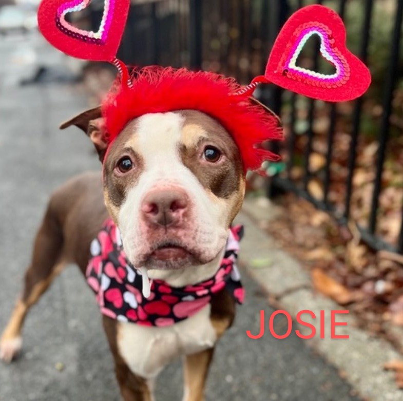 LOOK👇 JOSIE🩷 192141 #NYCACC Our little fashion model!🤗 She's 7 yrs old, pretty & petite! Found outside of a fire station. Social, affectionate & easy going! Doesn't mind being dressed up! Spayed Loves people💞 Ready to go home with you today! PLEASE FOSTER/ADOPT #PLEDGE
