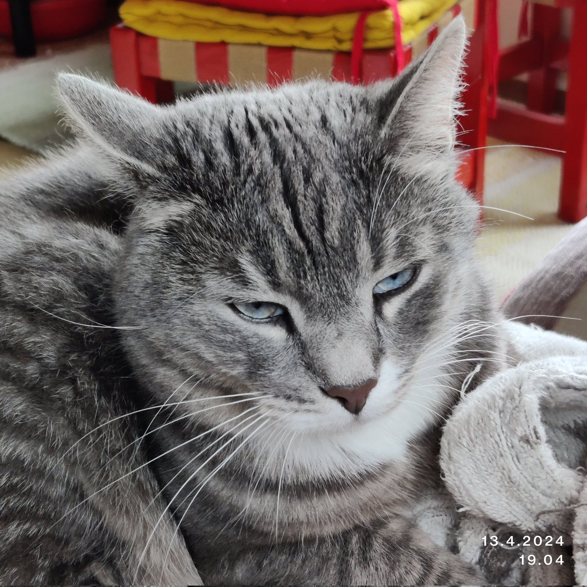 rintala_sirpa's tweet photo. Väsynyt Pätkä
#pätkämöttönen
#instakissa
#CatsOfTwitter https://t.co/Fl5A3zvOku
