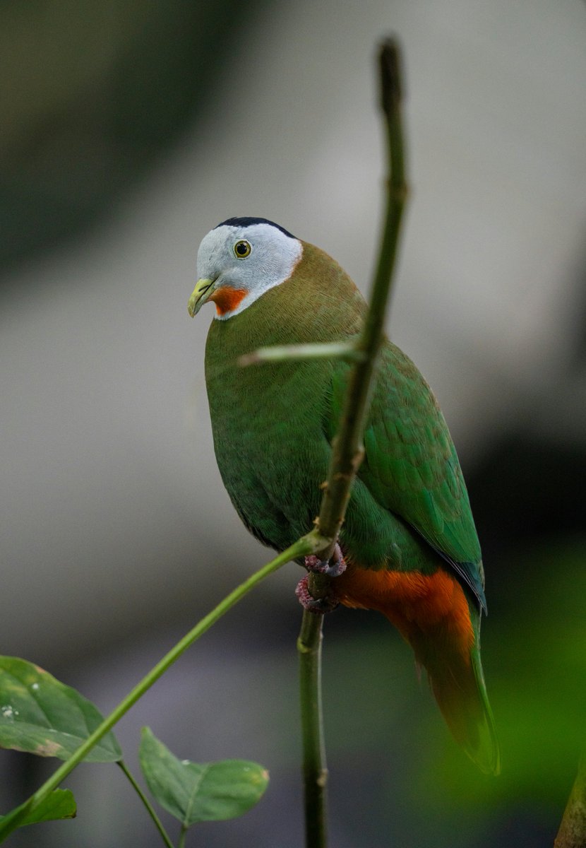 A beautiful black-naped fruit dove perched regally.  #birdwatching #naturelover #USA