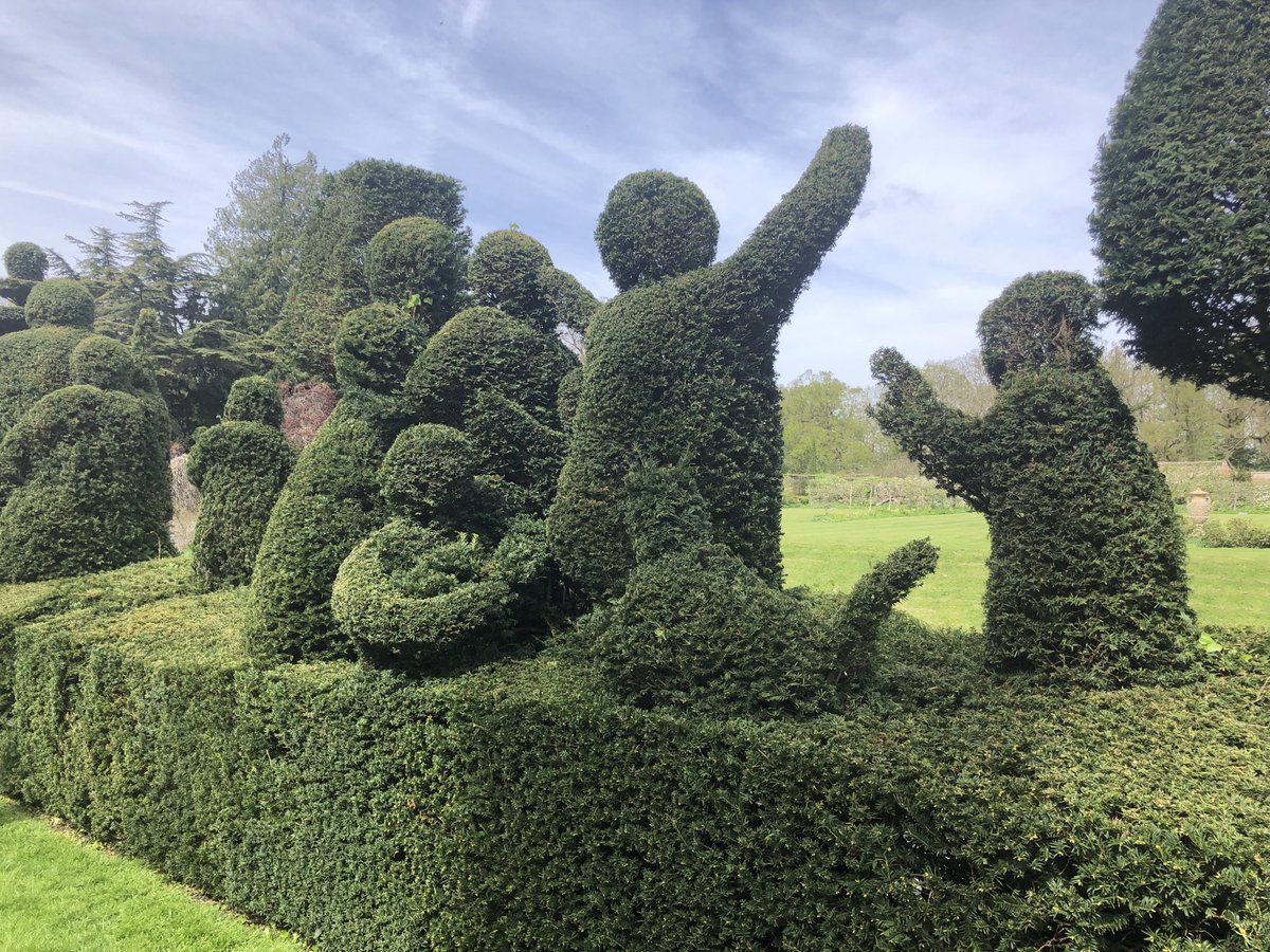 A section of Judith Phillips Pied Piper topiary yew hedge Kentwell Hall
