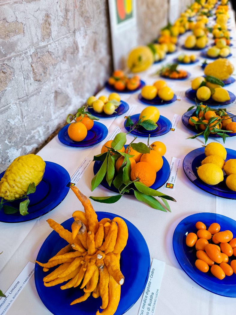 Gargnano, alto lago di Garda: ho visitato limonaie storiche private, baciata dalla luce, nel profumo di zagara e glicine... ✨
Nel chiostro di San Francesco è allestita anche una tavola pomologica con oltre 50 varietà di agrumi ancor oggi coltivati, alcuni molto rari! 🍋🍊🍋