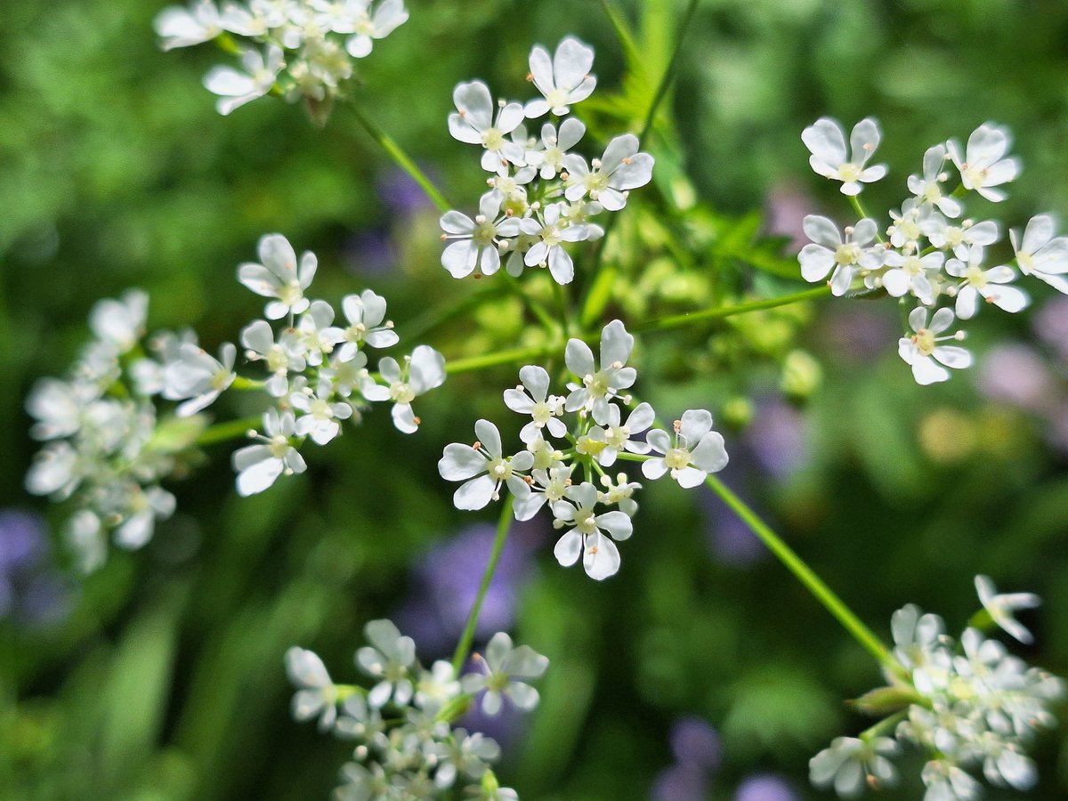 Heavenly cowparsley in rural SW17 the countryside comes to town  #wildflowerhour #furzedown