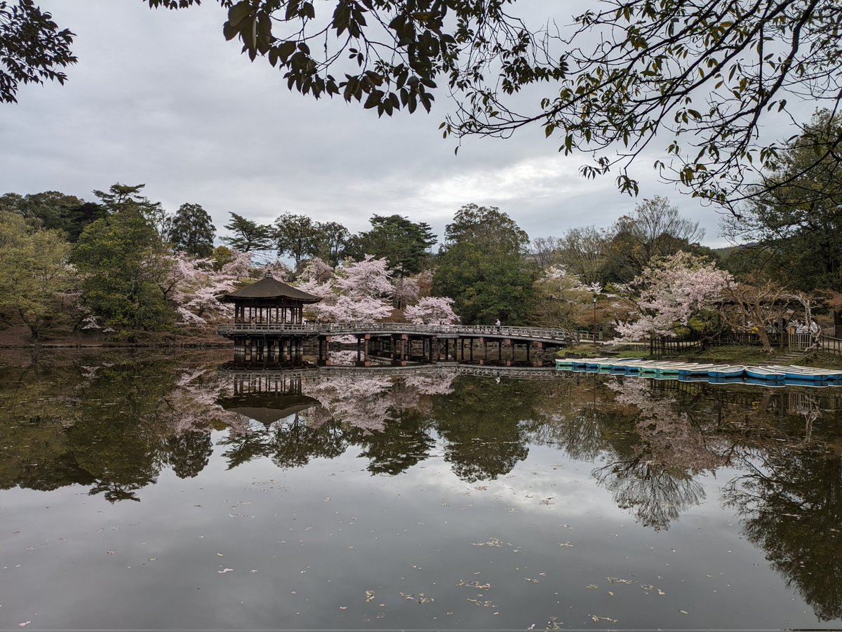 Back from Nara, Japan, a brilliant conference (World Federation of Neurology, Research Group on Aphasia, Dementia & Cognitive Disorders WFN RG ADCD), perfectly organised by Prof Yukata Tanaka & Manabu Ikeda, in a beautiful place, at the best time of the year (cherry blossom 🌸).