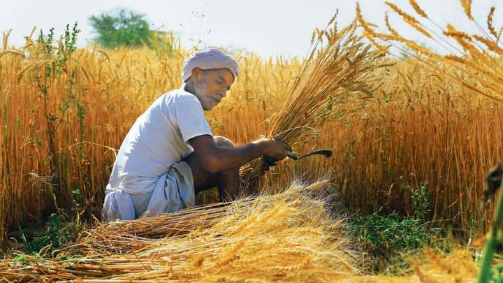 گندم 4000سےنیچےہرگز نہ بیچیں۔15مئی کے بعد ریٹ بہت اچھے ہو جائیں گے۔26 کڑور آپ کی اپنی آبادئی ہےافغانی اور ایرانی بھی آپ پر انحصار کرتے ہیں ۔کم ریٹ پر ہرگز نہ دیں ۔یہ ایسی جنس نہیں کہ اسکا کوئی خریدار نہ ہو ۔