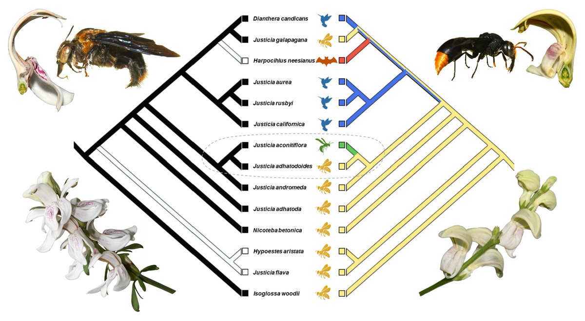 AditArjun's tweet photo. New paper🚨

A Shift between #bee and #wasp pollinators explains #floral divergence in the Duvernoia clade of #Justicia 

https://t.co/EsIwgmVbgb

#Acanthaceae #Pollinator mediated selection #trait evolution

@BotJLinnSoc @LinneanSociety @OUPAcademic @OxfordJournals @poll_papers https://t.co/PFl9PYgTGq
