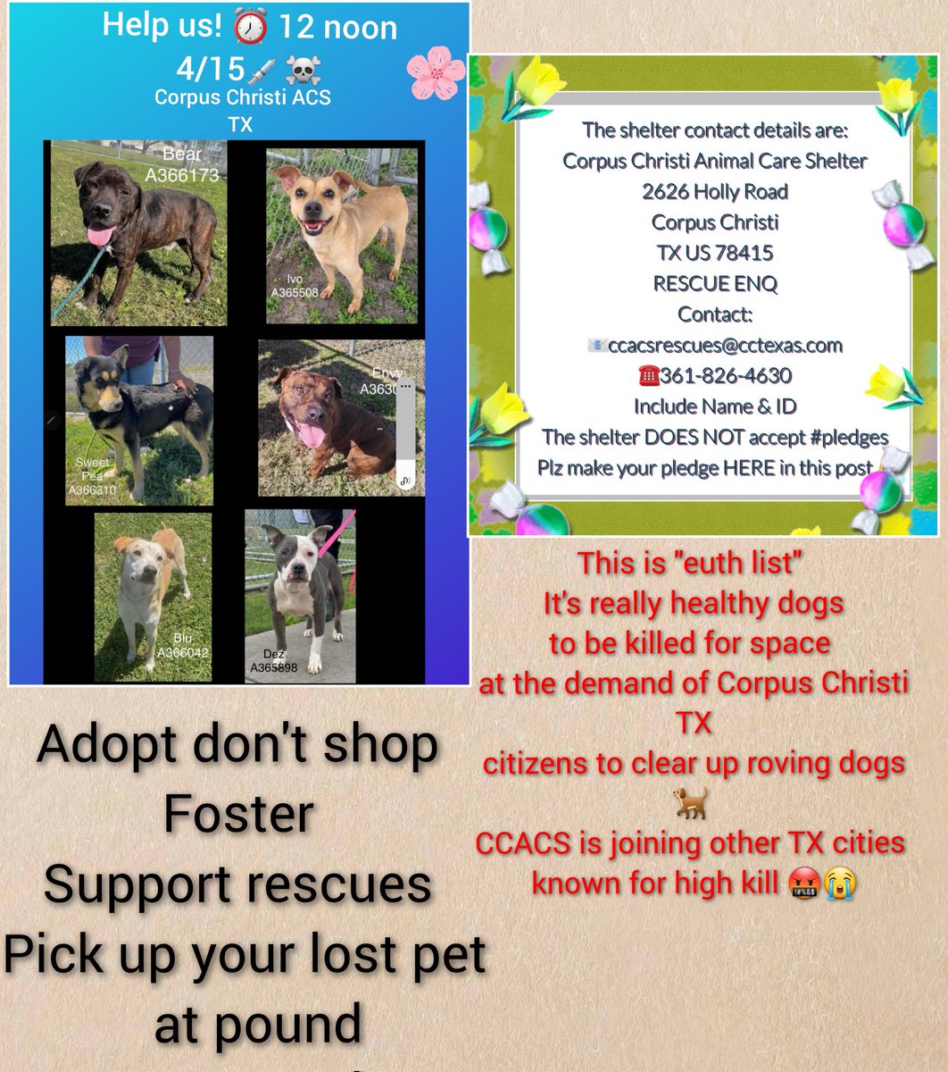 🆘️⏰️MONDAY 4/15 noon 6 dogs on list #TBK #CorpusChristiCullsDogs pls RT,  get the truth out, there's no safety for lost & homeless pets at #CorpusChristi #TX #CCACS City has decided to kill adoptable sweet animals so they can sweep the streets of strays. Links to individual
