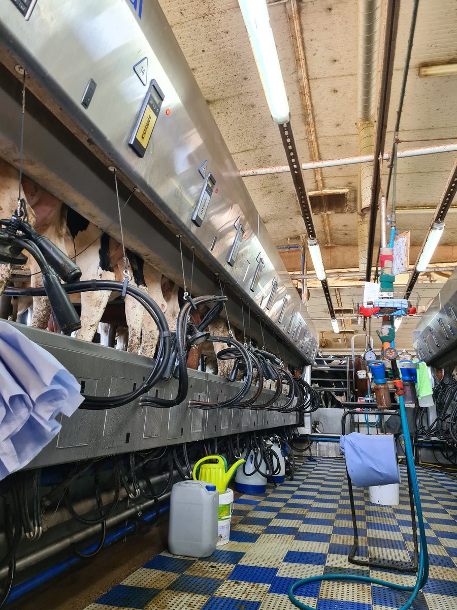 Tällä Latvialaisella tilalla 13 vuotta vanha ja suhteellisen toimiva lypsyasema jää pois käytöstä, 9 lypsyrobottia tulee hoitamaan jatkossa lypsyn. Työvoiman saatavuus ja kustannus pakottaa automatisoimaan jo myös Latviassa.