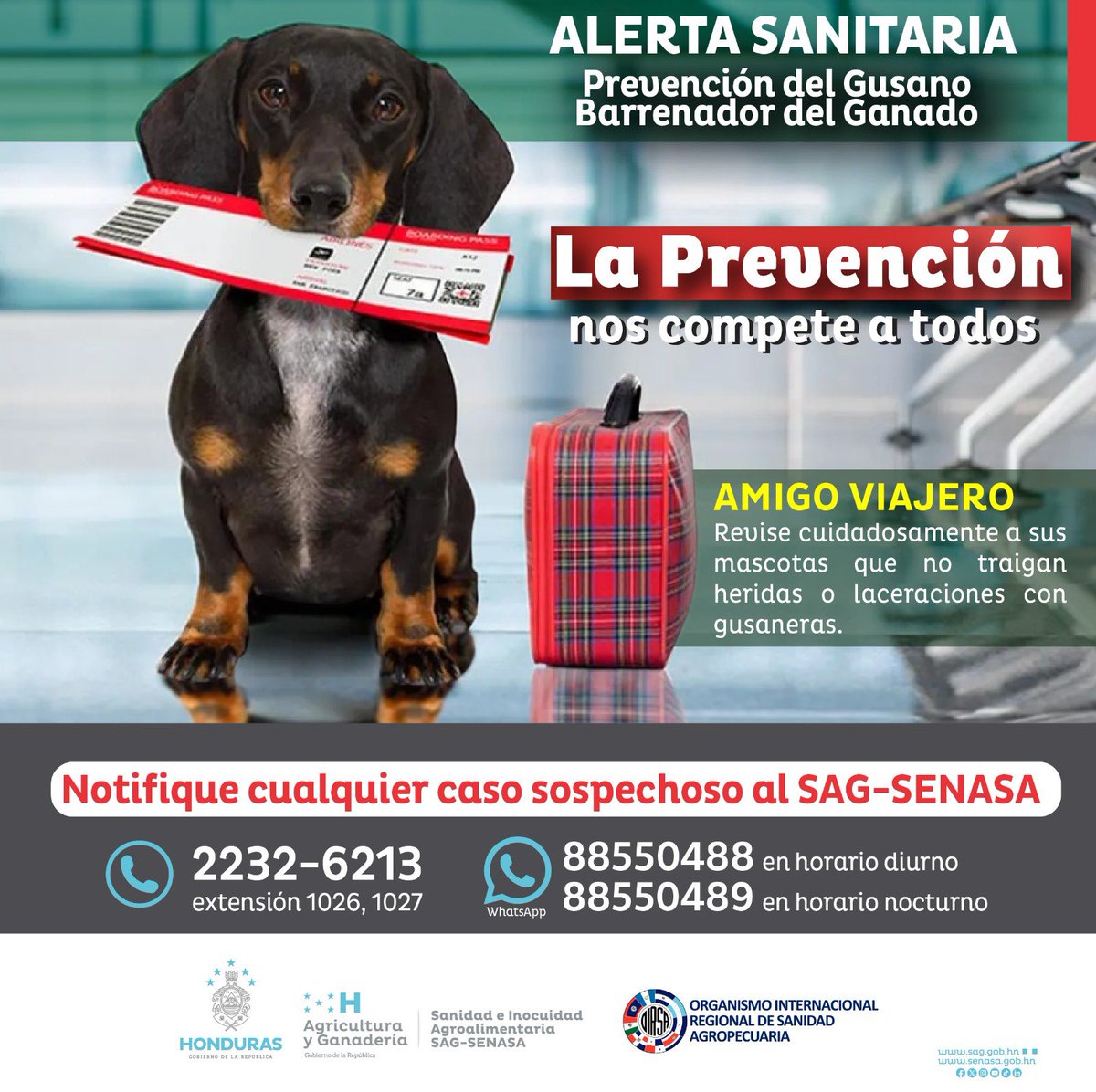 🛑Alerta Sanitaria y Campaña de Prevención 🇭🇳

 🤝Amigo Viajero: No olvide revisar a sus mascotas, 😾 🐕‍🦺que no traigan heridas o laceraciones con gusaneras.

'La Prevención nos compete a todos'

#UnidosPorElAgro 
#HnLibreGusanoBarrenador
#PrevenciónGusanoBarrenador