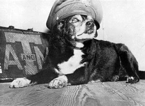 SEC FACT OF THE DAY (261 Days)… Tales of Reveille - Vol. 1 The 1st Reveille was a small mutt found on the road in 1931. Members of the Fightin’ Aggie Band took it back to the dorm. The next morning it started barking when “Reveille” was blown, hence the name “Reveille.”