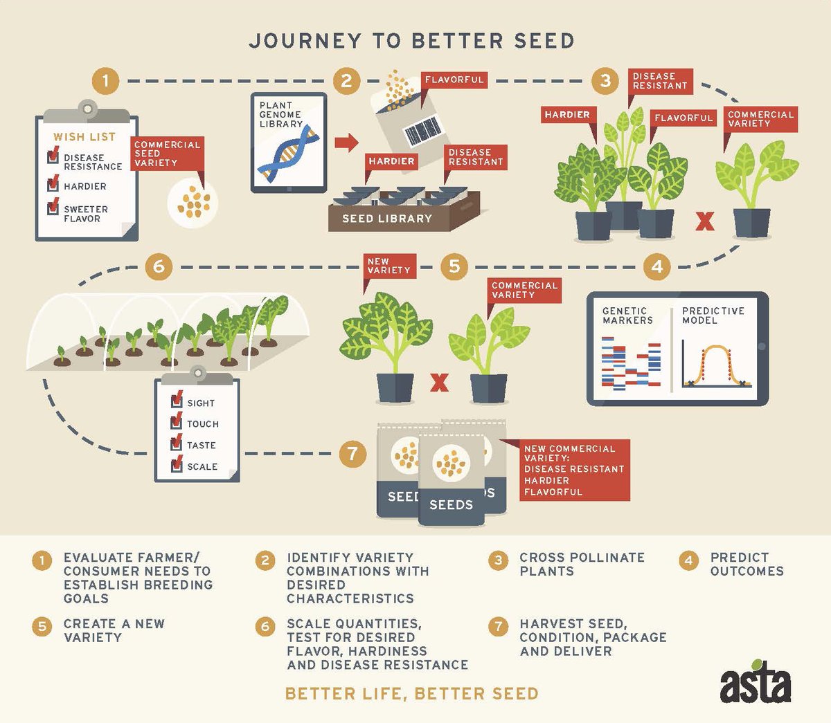 Do you know the journey seed takes to become a new commercial variety? Check out this infographic describing how new varieties are developed. #JustGrowIt