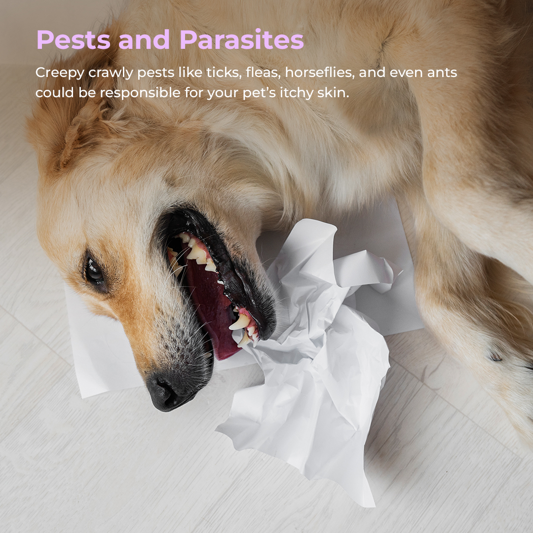 Frustrated by your dog’s constant scratching or paw licking? Check out our quick guide for understanding and more tips on what causes your dog's constant itching.
PS: Try our anti-itch spray for immediate relief.
#Hoomanely #petwellness #chemicalfree