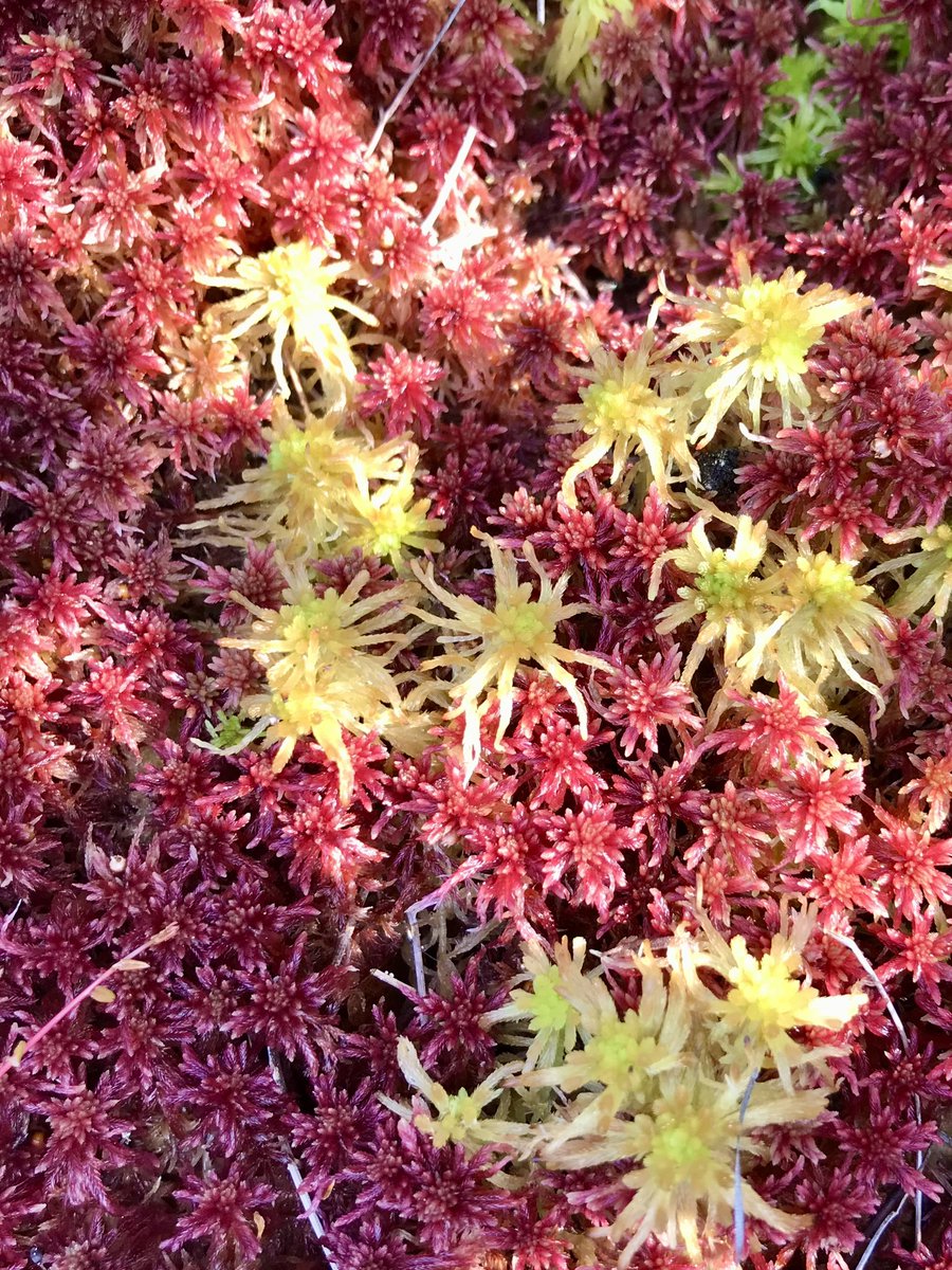 The power of integration. Stems of Sphagnum mosses interlock and elevate water tables, share nutrients, and cause acidic conditions. Together a tiny moss becomes the most powerful plant genus on the planet for biological carbon sequestration. Let’s learn from Sphagnum.