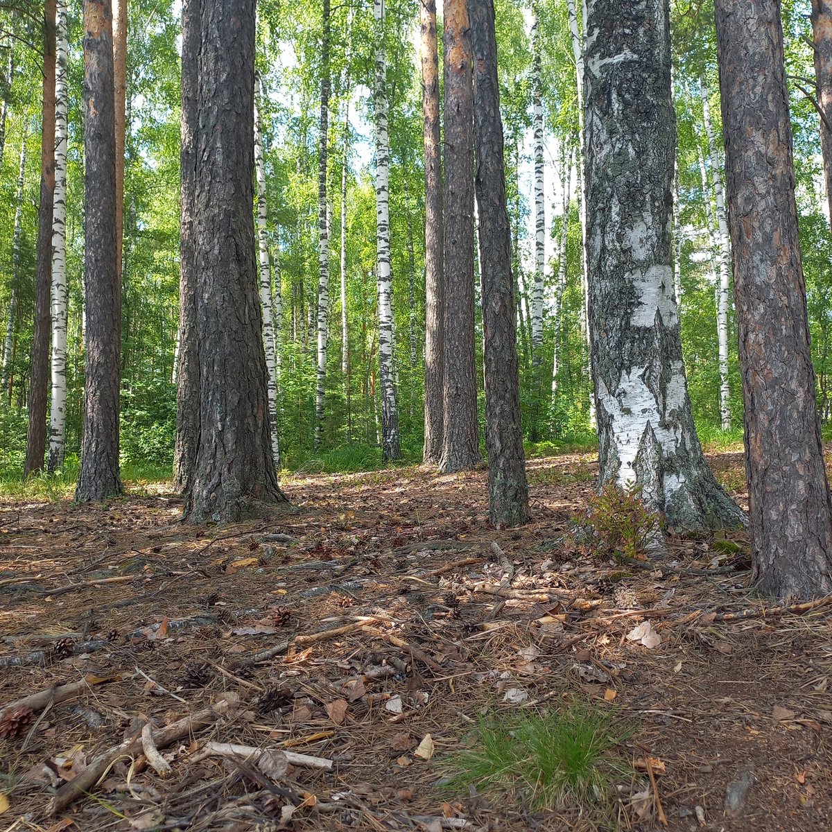 kortex25's tweet image. Продаём земельныц участок в лесу в 22 км от столицы региона. Я назвал его медвежьим углом ,потому что хозяин два раза встречался там с медведями. Один раз отпугнул с медвежатами ,открыв банку с нашатырным спиртом. Покупайте. Медведи прилагаются бесплатно!