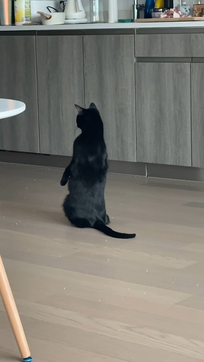 Shirley_chenn's tweet image. Cats can stand😆