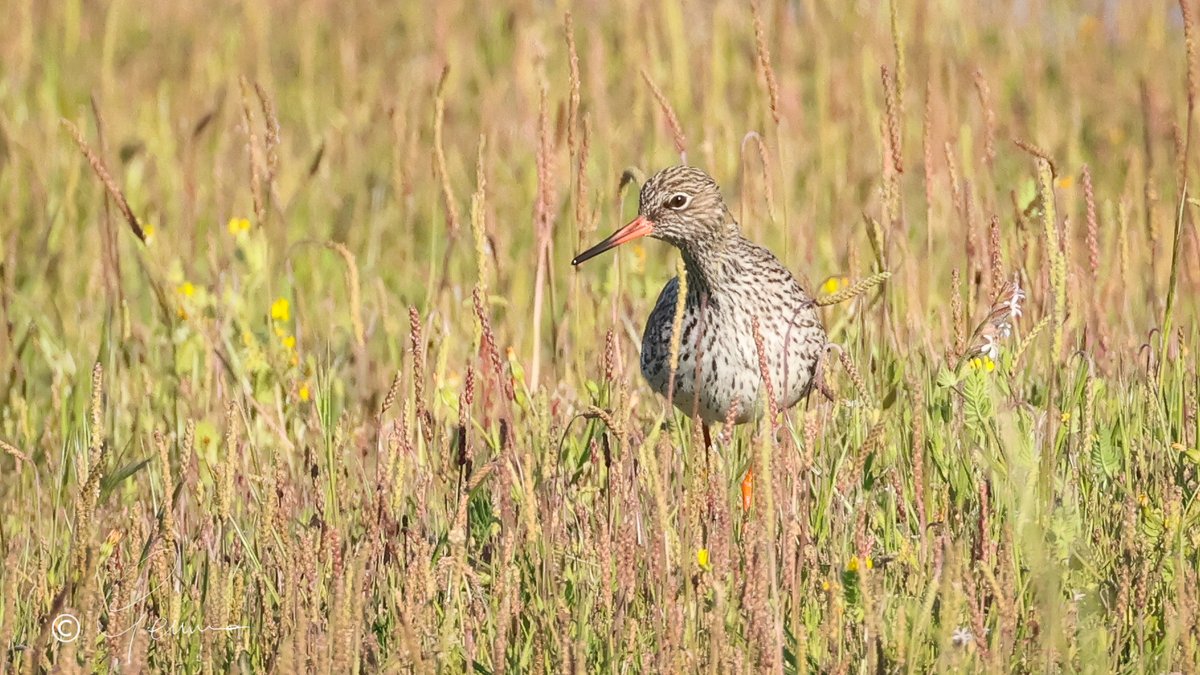 Redshank, Algarve.