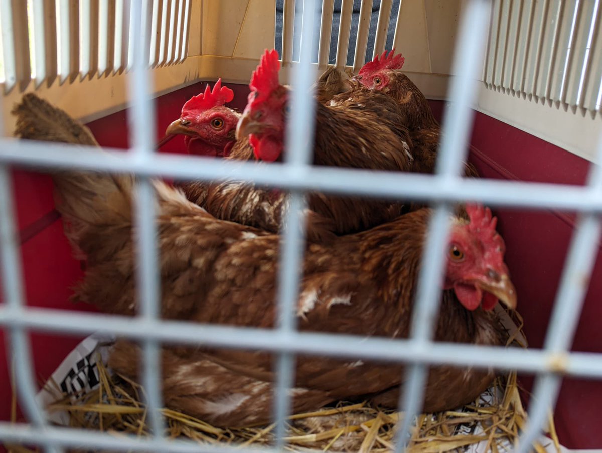 David’s just collected our new rescue hens. Rescues can range from horribly treated emaciated caged hens, to healthy confident organic free rangers. These are in great condition! The farmer even sent bags of mash for every rehomer to help the hens’ transition to new feed 🥺😍