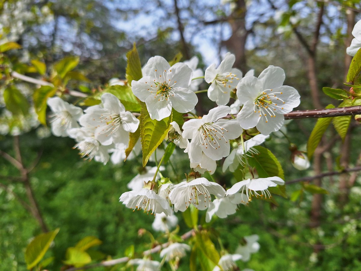 tootingrastafc's tweet photo. Cherry #treeflower in rural #furzedown  #SW17 https://t.co/8bxP3jTfLj