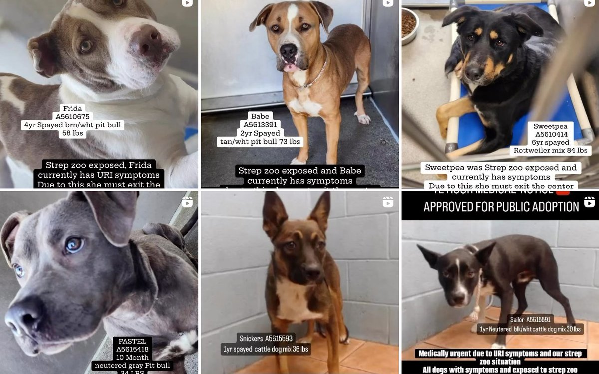 🆘🚨🆘Sat 4-13 update: 11 of the 13 strep-zoo exposures at Downey #California ACC are still listed this morning. From what we gather, they have been testing dogs with URI symptoms and most have been strep free (so far). So not too sick - need adopters🙏 info ⬇️ #DowneyDogs
