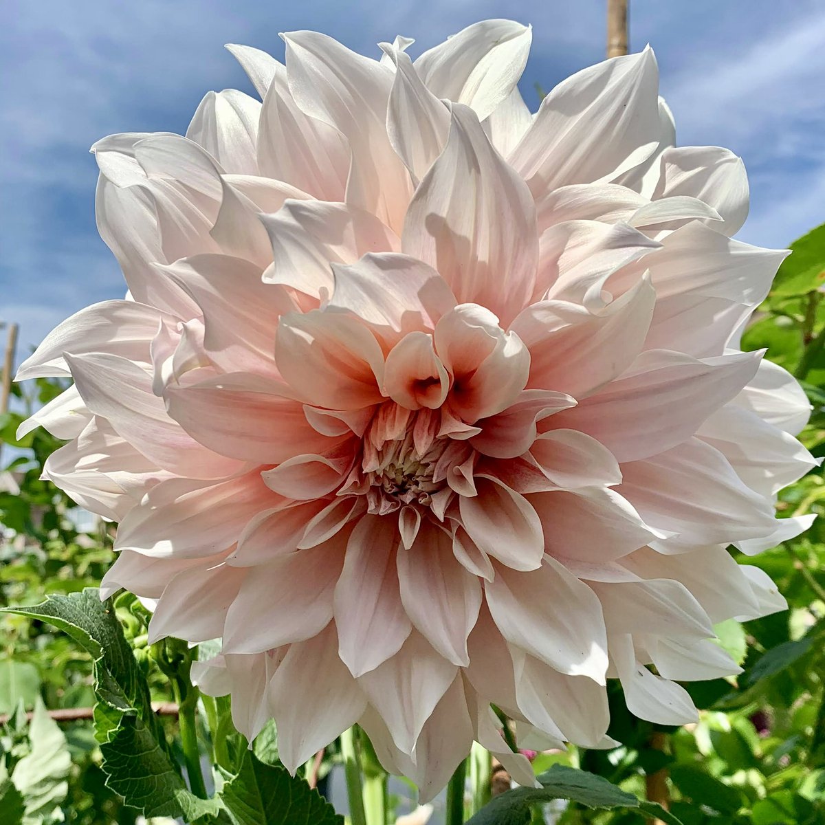 Time for a celebration 🥳 I can see the 'Cafe au Lait’ dahlias have made it though 🤍🌸#Flowers #Gardening #Dahlias