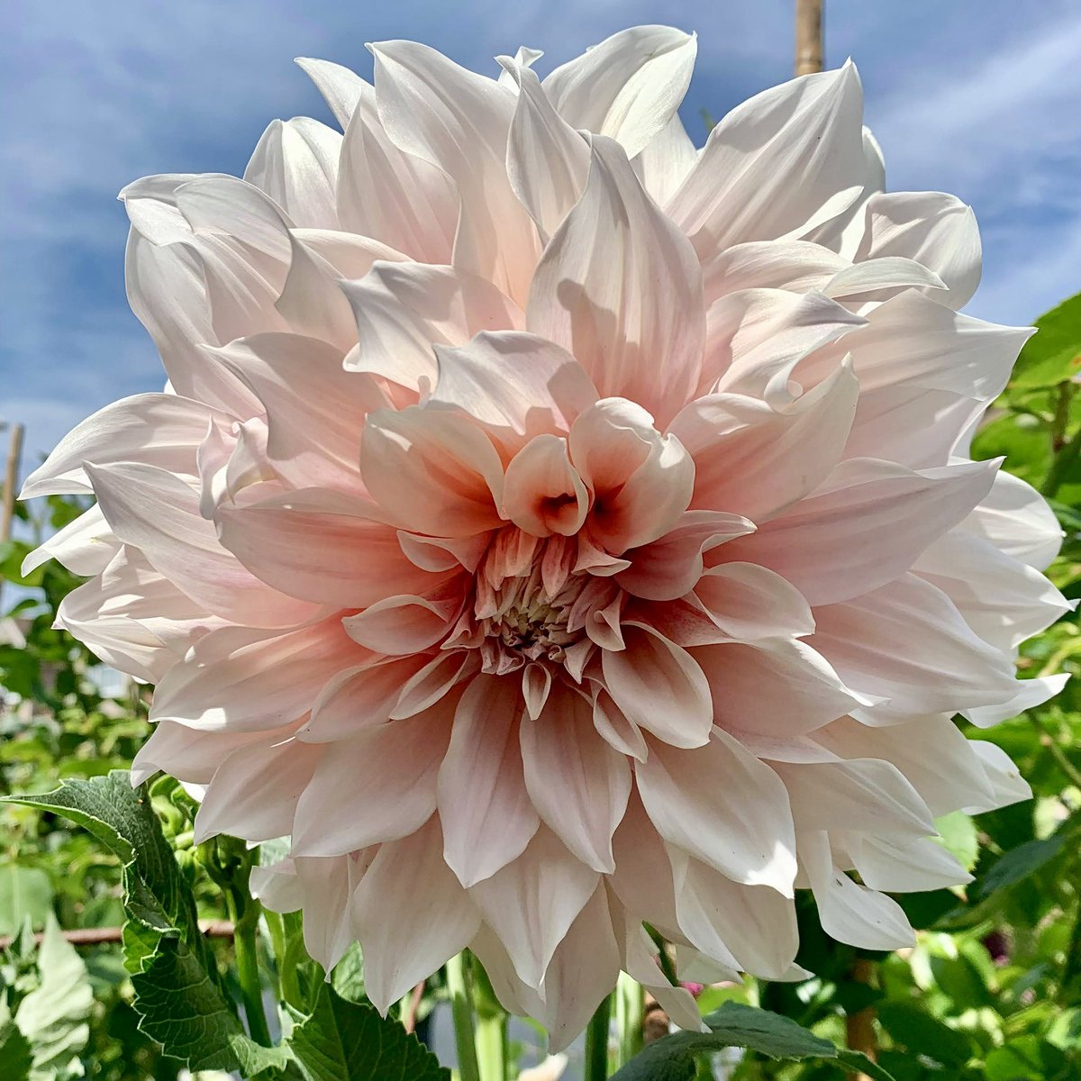 makinggardens's tweet photo. Time for a celebration 🥳 I can see the 'Cafe au Lait’ dahlias have made it though 🤍🌸#Flowers #Gardening #Dahlias https://t.co/QsgeAgUZZe