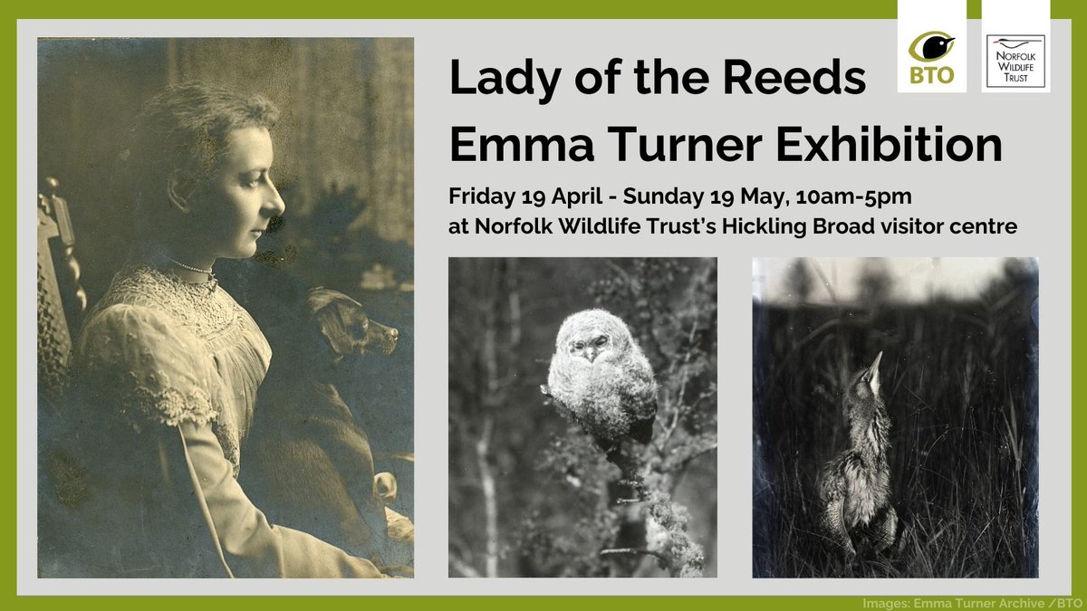 A new exhibition & boat trips celebrating bird photographer Emma Turner open next week @NorfolkWT Hickling Broad. 📸🐦 Emma Turner was the only woman to put her name to a letter in The Times announcing the formation of the BTO in 1933. Discover what's on👉 bit.ly/_EmmaTurner