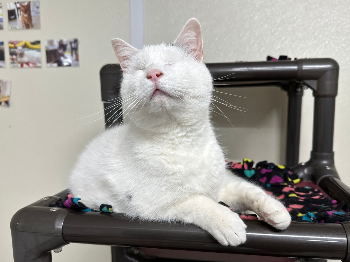 #COTD is Mickey! He is a blind kitty who has been with us since 2012! Mickey is one of the most playful cats you'll ever meet and even though now he is a senior he loves nothing more than to keep the staff moving and on their toes. Read more: blindcatrescue.com/cats/mickey.htm