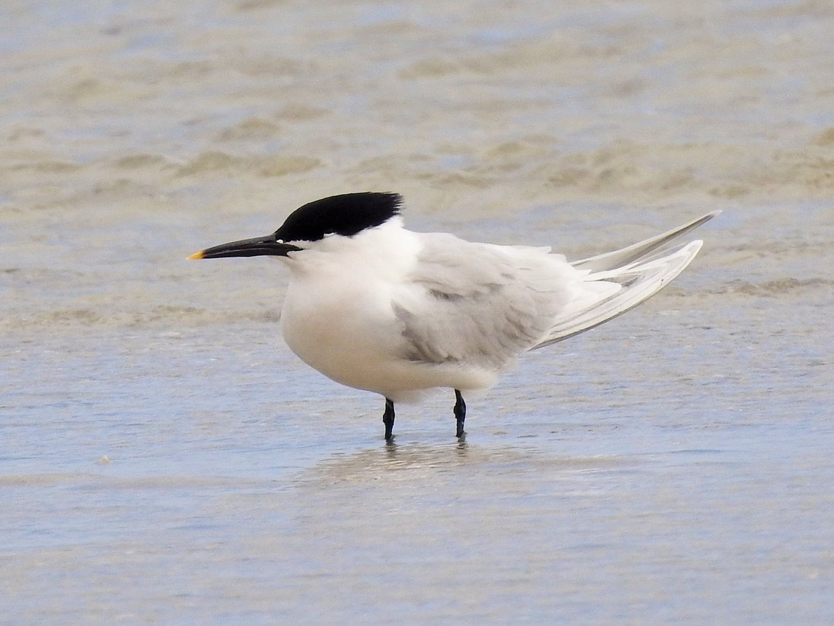 More summer migrants have been arriving on Barra in the past few days. Willow Warbler and Wheatear numbers are building up nicely, the first Arctic Skua and Bonxie seen offshore and a Sandwich Tern, never a common species here, was on the airport beach today.