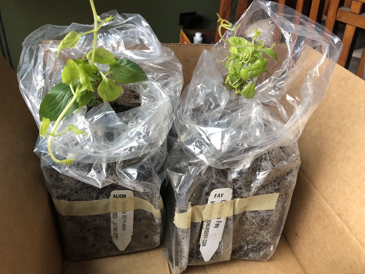 Hello, new friends! More healthy non-vining Clematis delights have arrived practically climbing out of box: ‘Alionushka’ (left) & ‘Fay’ (right). Mulling right spot for them as they were an impulse purchase but will get them in the ground ASAP. #ClematisLover #RetailTherapy