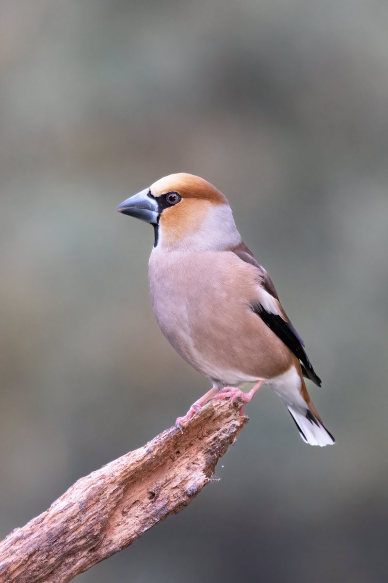 Hawfinch, Lemelerberg, Holland #birdphotography #BirdsOfTwitter #birdwatching #BBCWildlifePOTD #NaturePhotography #wildlifephotography #wildlife #TwitterNatureCommunity #BirdTwitter #BirdsOfTwitter #ThePhotoHour #TwitterNaturePhotography #hawfinch #lemelerberg #Birdland #birds