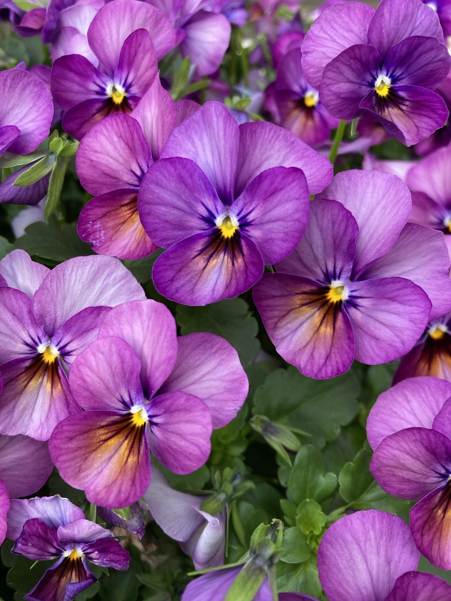 dijkhuizen_d's tweet image. #viooltjes #viola