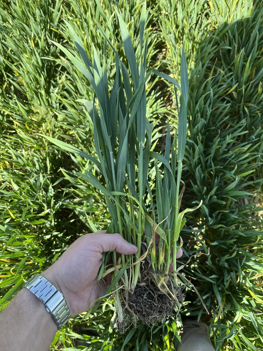 Frederik V. Larsen tweet media