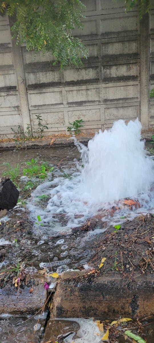 sanchez_milly's tweet photo. Atención. Bote de agua blanca en flor amarillo, sector el recreo frente a la Fundación Valencia. Atención @Hidrocentro2011  litros y litros de aguas desperdiciadas... https://t.co/AeUh4kNy11