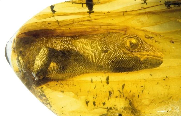 AMAZlNGNATURE's tweet image. A 54-million-year-old gecko trapped in amber.