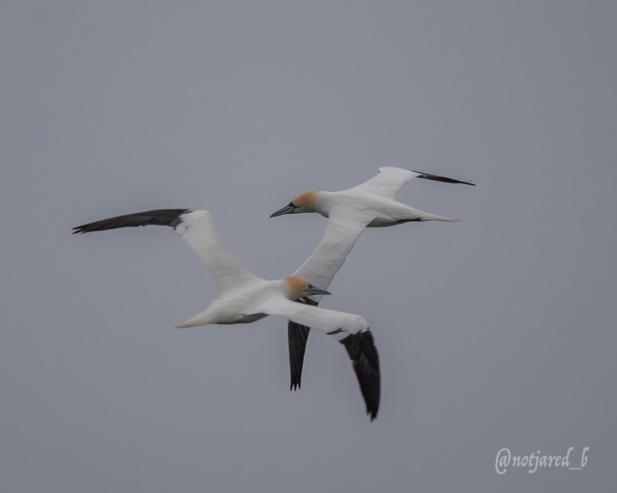 First time photographing Northern Gannets. # #ctnaturefans #TwitterNatureCommunity