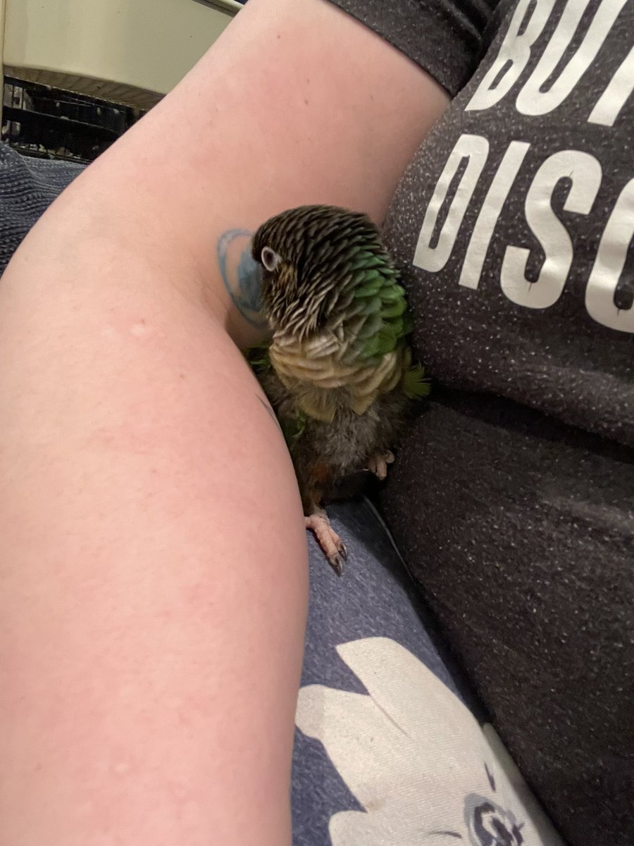 DeidreDykes's tweet photo. Archie has three settings:

1. Cuddle
2. Attack inanimate object
3. Attack animate object (me) https://t.co/T9bm8YqzjW