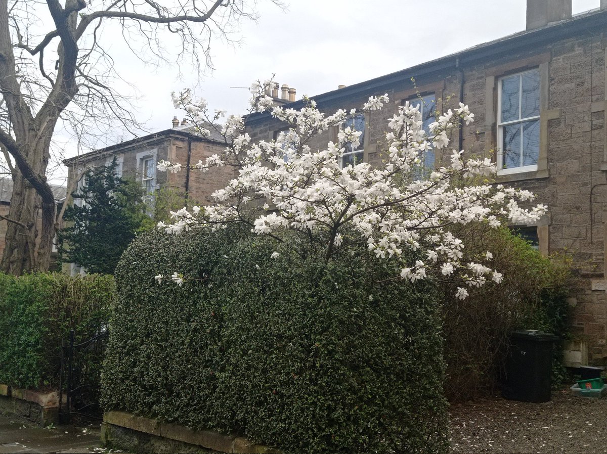 I think we've reached 'peak magnolia'! Always nice to see people stop to admire this lovely sight, even if it is only for a couple of weeks max.🙂