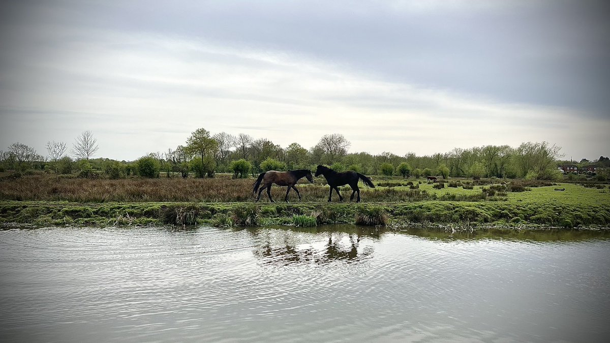 pilotsander's tweet photo. Nice horse encounter 🤩 the weather is stunning again for nice long walks outside. Finally recovered from some nasty noro 😣 https://t.co/X8y9Movdux