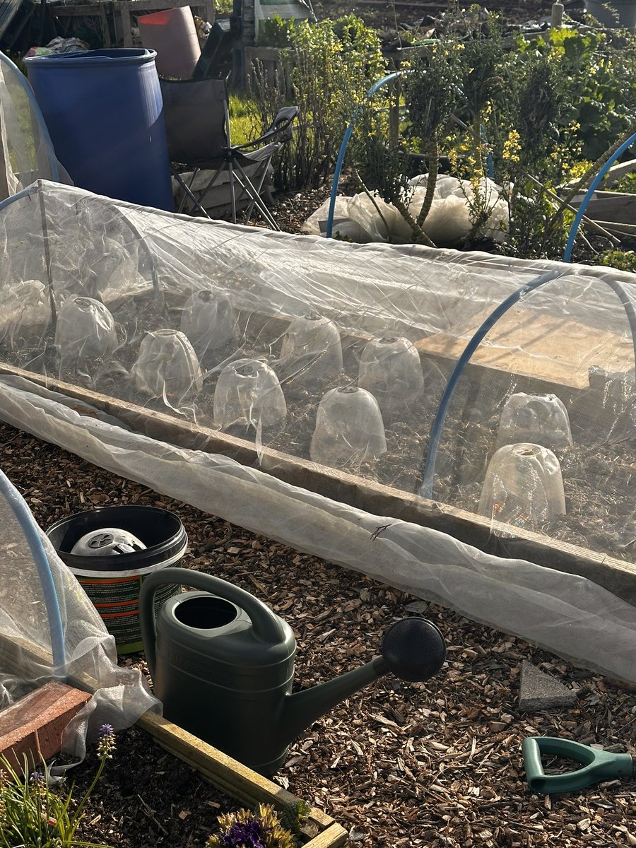 I’ve gone in with the red cabbages ! Covered over for a few weeks until they feel settled . #allotment #GardeningTwitter #Growyourown #TheGoodLife #Food