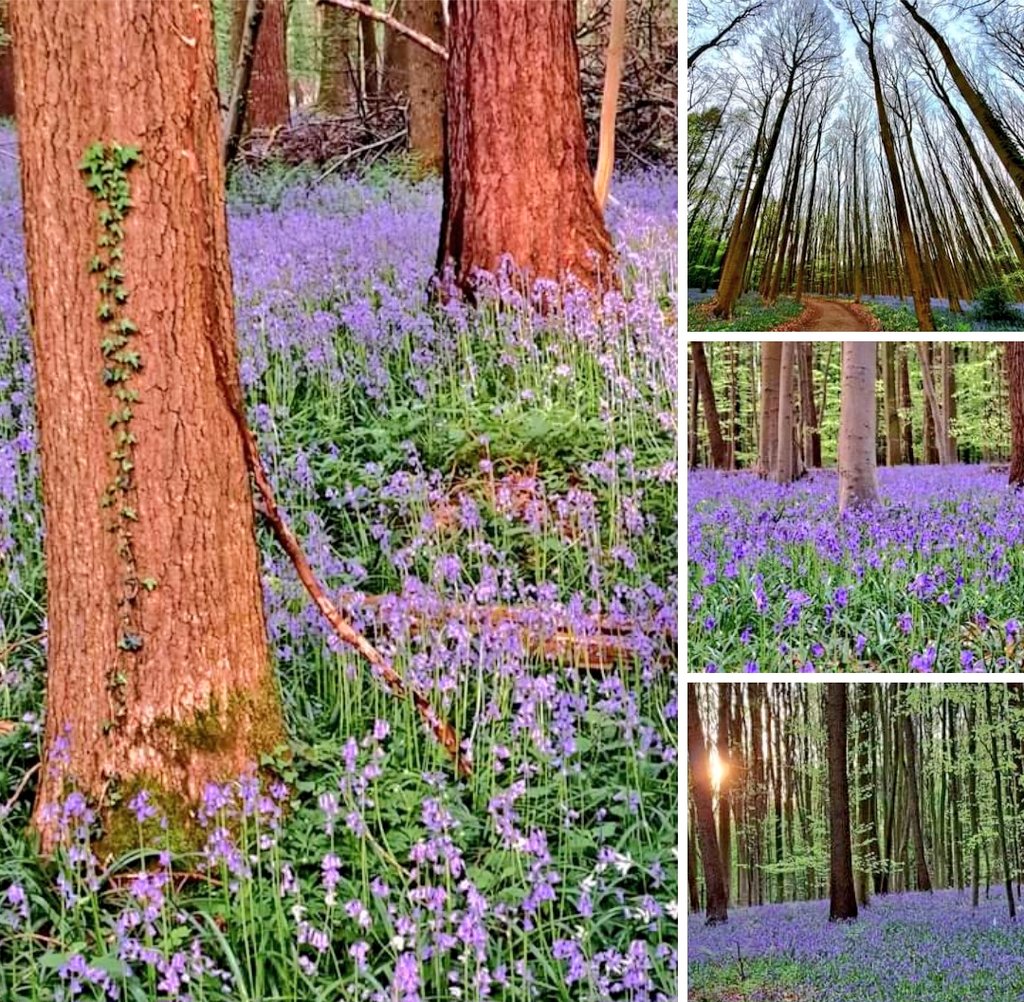 ilse janssens tweet media