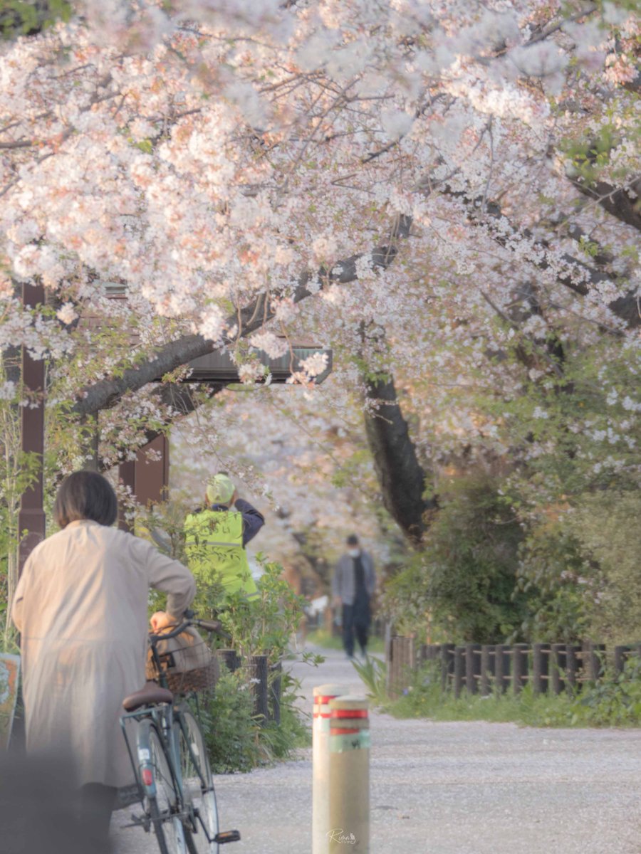 Rima_photograph's tweet image. 『さくらトンネル』
#マイクロフォーサーズ 
#OMDS
#em5
#olympus 
#omsystem  
#写真好きな人と繋がりたい