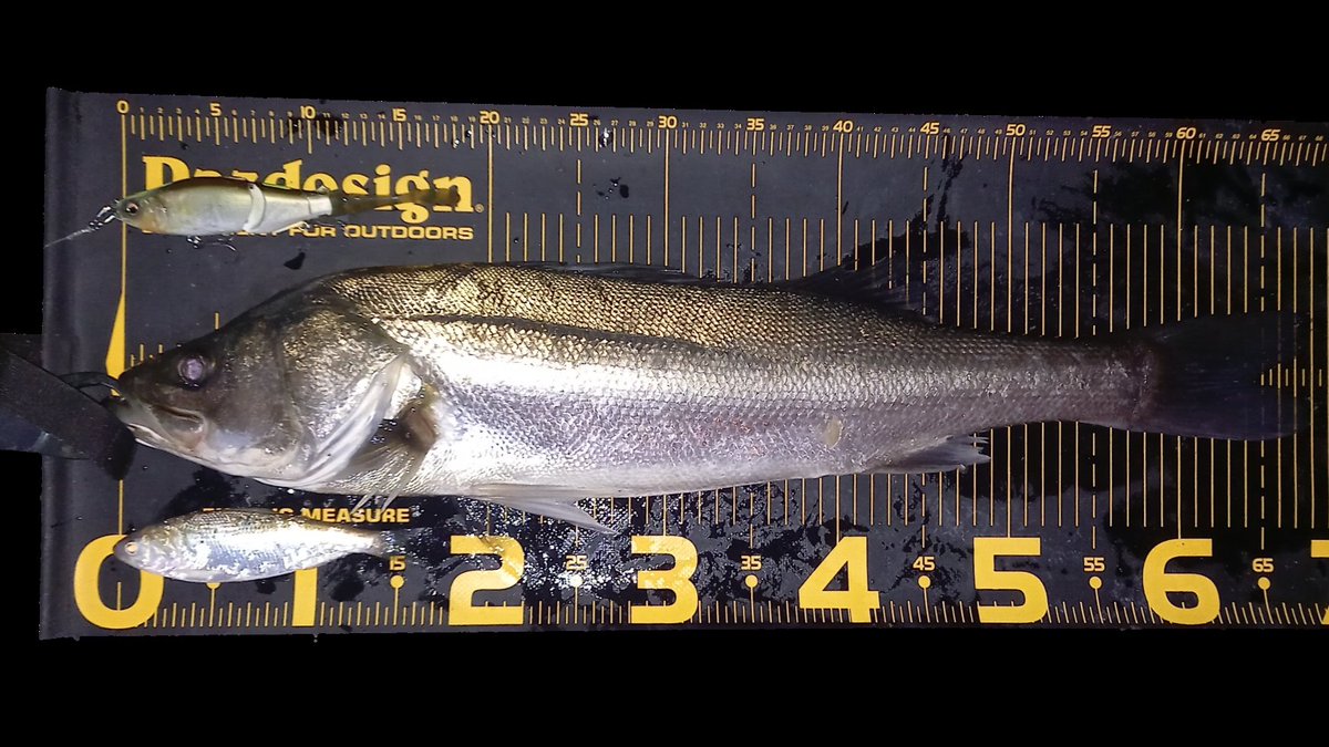 sumida_hunter's tweet photo. バチ抜け調査😎🌸🐛🐟
#APIA
#MEGASOUL
#C73H+
#ブルージュ190ss https://t.co/aXOcWhFSCE