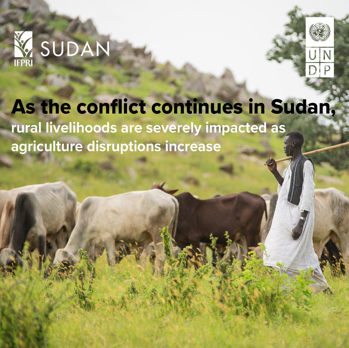 Agriculture, vital for rural livelihoods, has suffered significantly due to conflict in #Sudan 🇸🇩   With sharp reductions in crop cultivation, support for farming activities is needed more than ever for households.   More in @UNDP & @IFPRI’s latest report: bit.ly/4cUYZDa