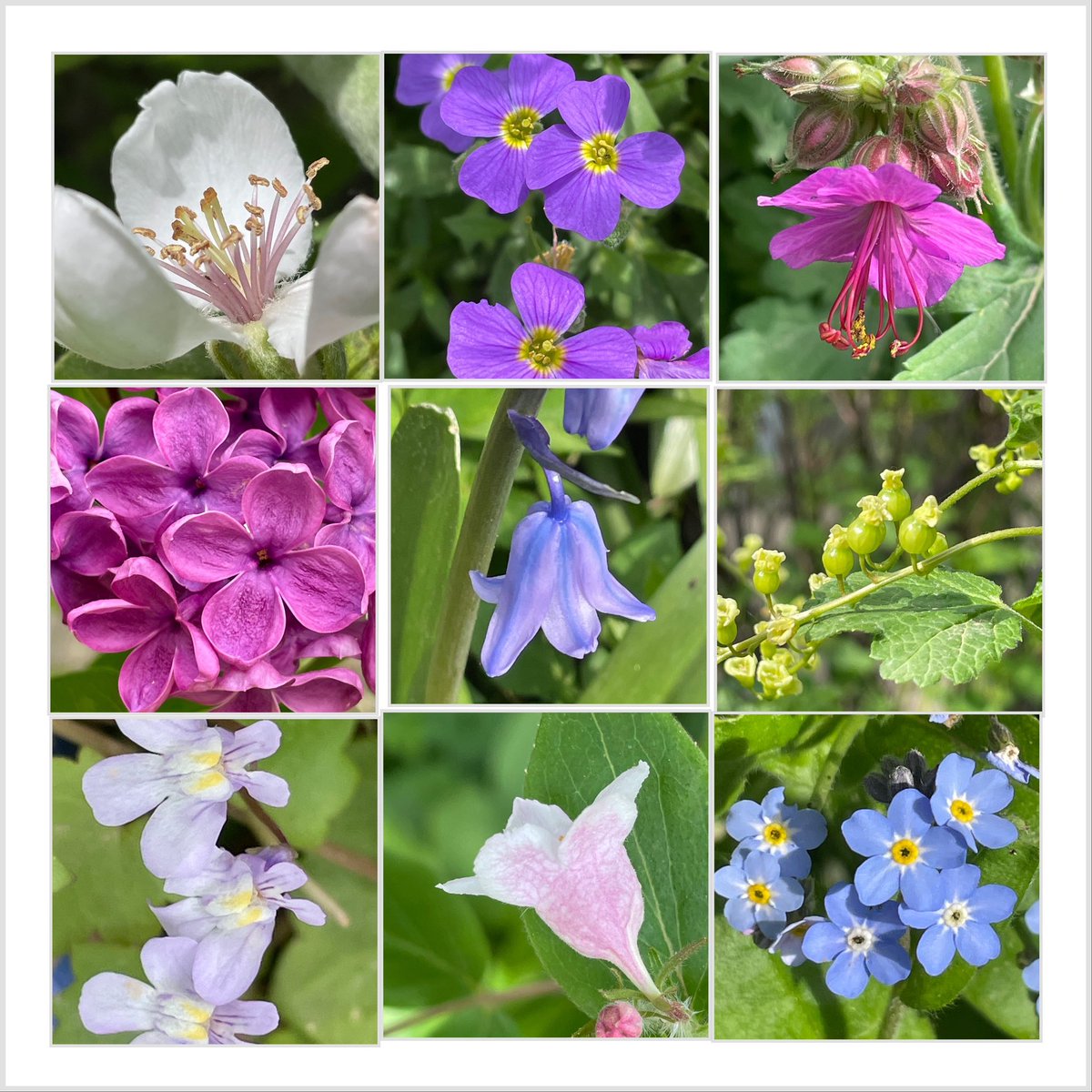 Spring has finally arrived! #Frühling #spring #flowers #flowerphotography #Gartensaison #gardening