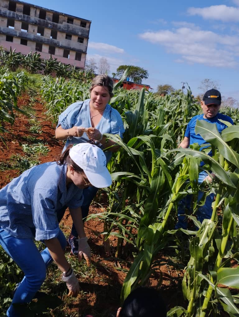 Cada apoyo es imprescindible en esta obra social que Quisicuaba hace con #LuzYAmor. Integrantes de la diplomacia revolucionaria cubana realizaron trabajo voluntario en el sembrado de maíz 🌽 y ofrecieron amor a mujeres y hombres que son acogidos en el Centro de Vida Asistida.