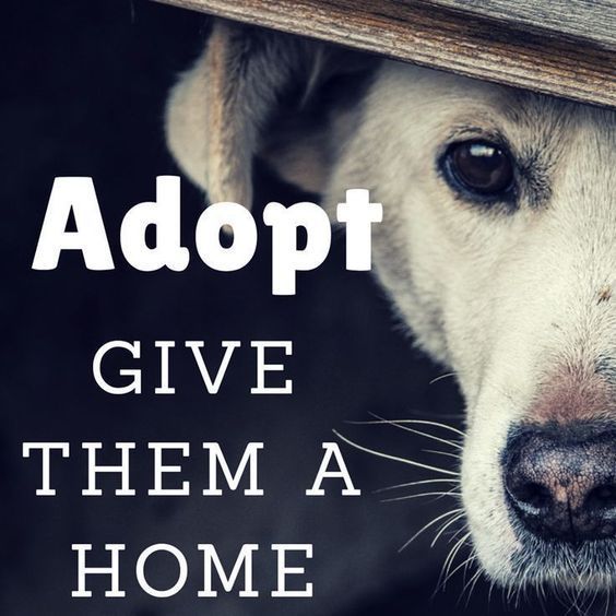 #Adopt.  Give them a chance.

#Dogs #Dog #AdoptDontShop #AdoptAFriend #LoveDogs #BestFriend #GoodDog #DogsAreLove