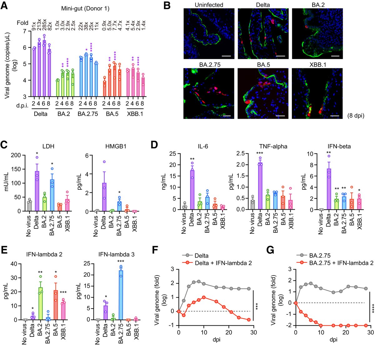 📰 Research Letter in the press examines replication efficiency of #SARS-CoV-2 omicron subvariants BA.2.75, BA.5, and XBB.1 in human mini-gut #organoids. Read it here ➡️🔗 ow.ly/f0FO50RaI1V