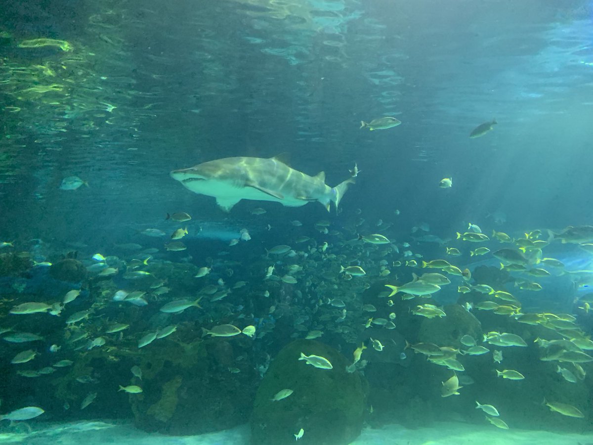 Captincrinkles's tweet photo. Think the fishes in Toronto were my favorite, but I’m kind of biased being a captain. Anything water is amazing. I had a blast, thanks to a friend and a FE for the ticket. There always better days ahead. Even if there bad ones in between  trying keep positive. https://t.co/M3TXLMpryY