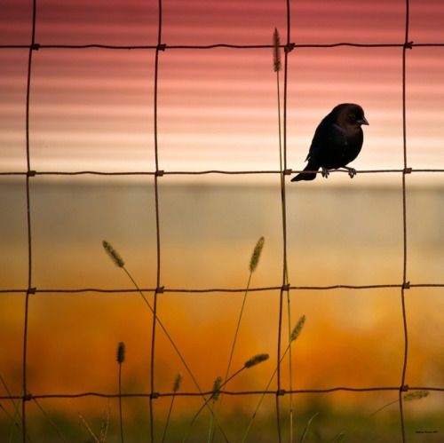 Good evening! 🖤🧡 #photographer #birds