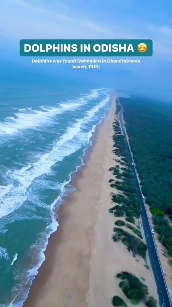 #bhubaneswarbuzz video via Indiantechguide handle in Twitter 
🚨 Dolphins spotted in Chandrabhaga beach in Puri, Odisha #odisha #wildlife #dolphins . instagr.am/reel/C5tV6mROM…