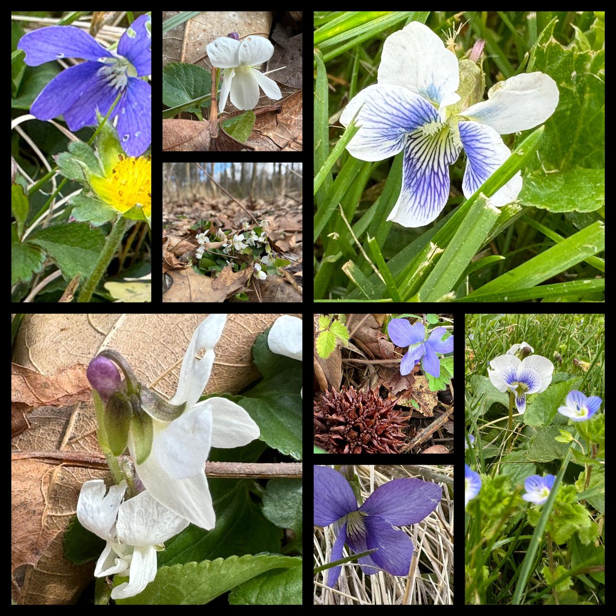 ScienceNelson's tweet photo. I’m always a bit out of sync with #wildflowerhour which is why I’m fashionably late with last week’s #VioletChallenge All spotted in the US during the last couple of weeks on walks. https://t.co/RWqiAZBGOW